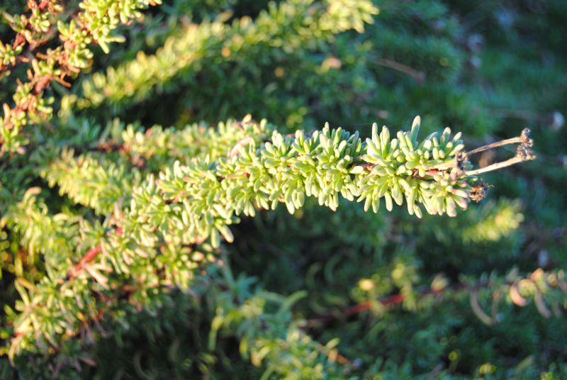 Limbarda crithmoides / Enula bacicci